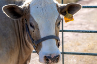 Morrison Ranch Heritage Day
